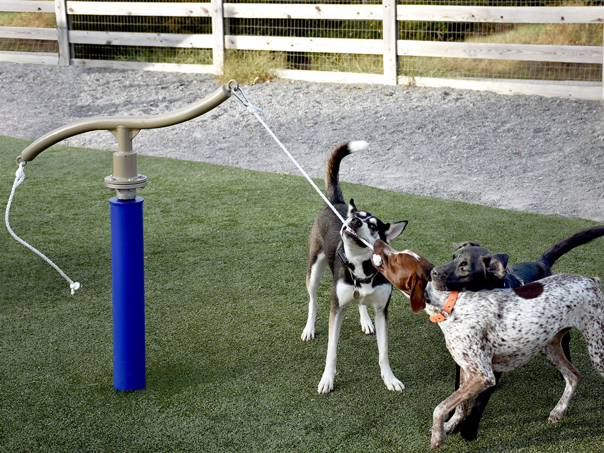 Dogs_at_Tug-around-web