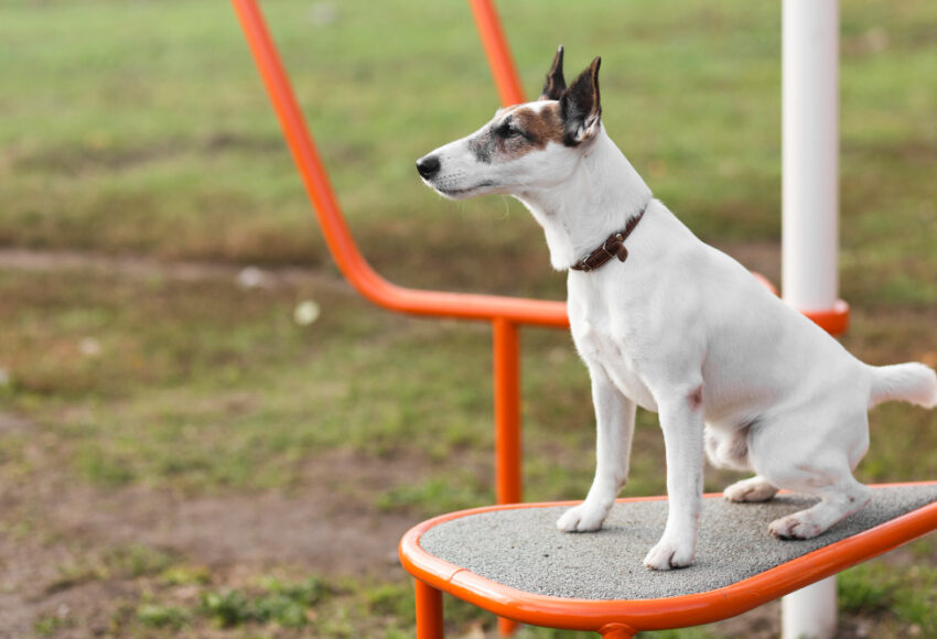 Dog Park Equipment